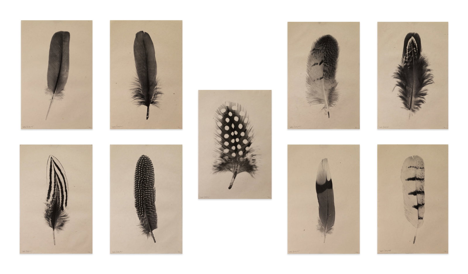 Barloga Studios - Feather Series Signed Suite of Contemporary Nature Botanical Prints on Paper: A suite of contemporary prints on natural paper by Barloga Studios, each depicting a single feather with striking detail and tonal contrast. Hand signed in pencil on the lower right and titled lower l