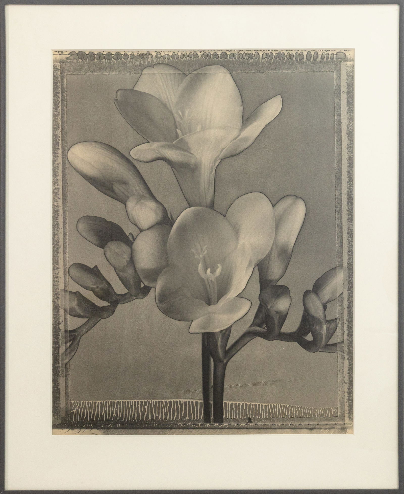 Tom Baril - Freesia #473, 1996 Signed Gelatin Silver Print 1/25 Contemporary Photography (1 of 7)