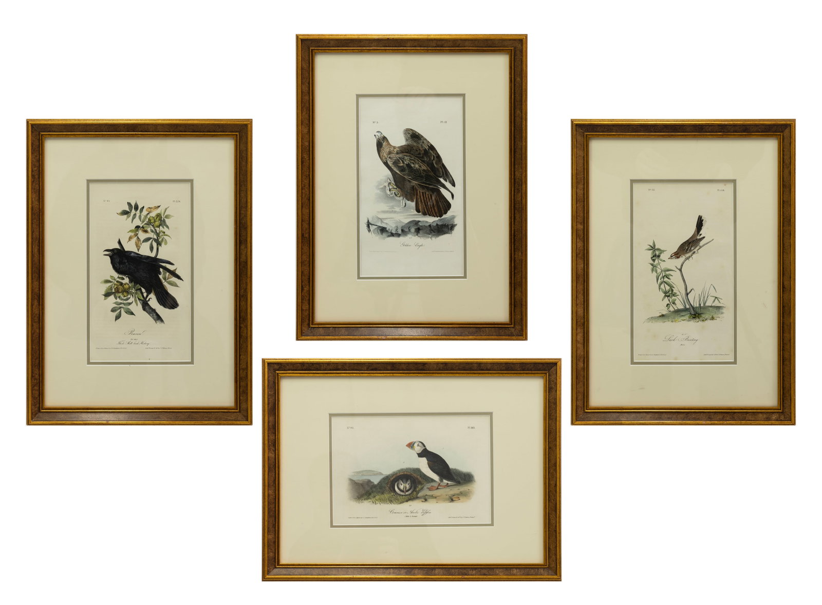 John James Audubon - The Birds of America 1856–1857 Set of 4 Hand-Colored Octavo Bird Prints (1 of 7)