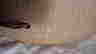 item-41274909=5
