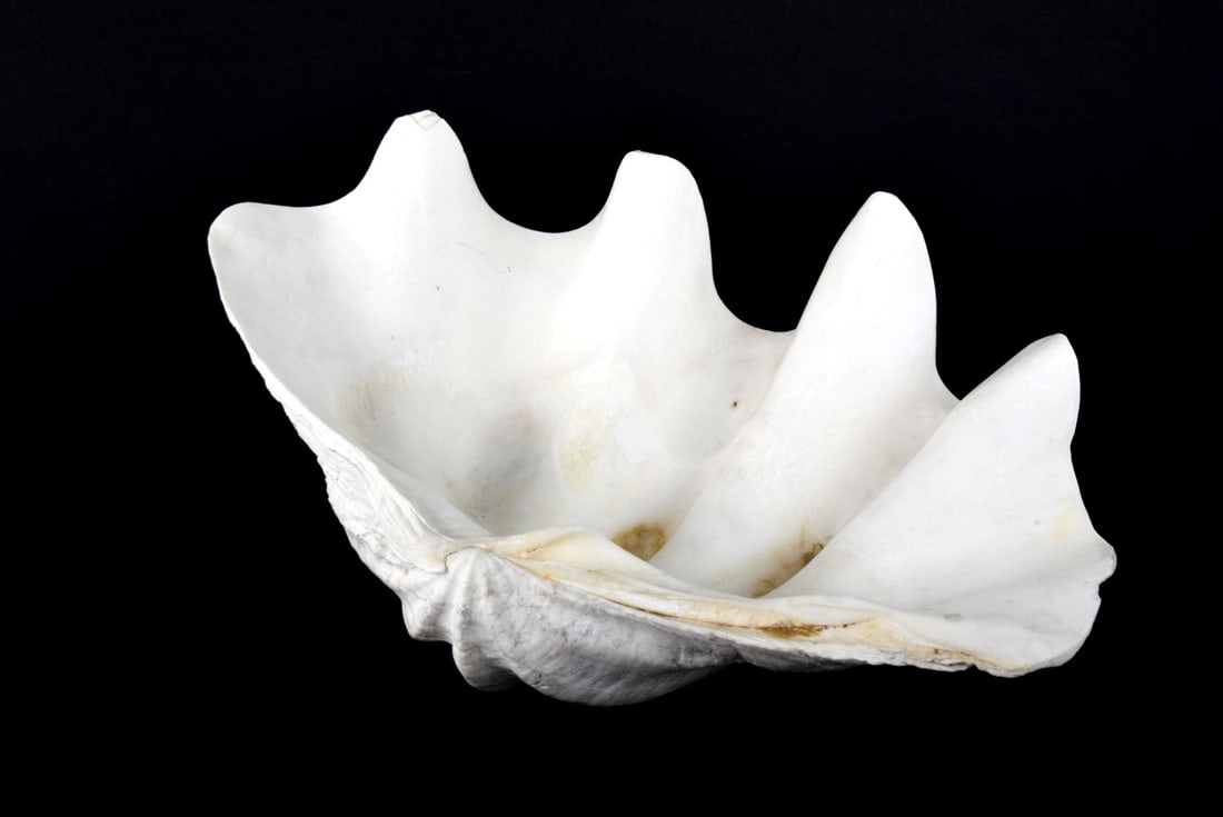 Natural Gigas Tridacna Large Shell Clam (1 of 7)