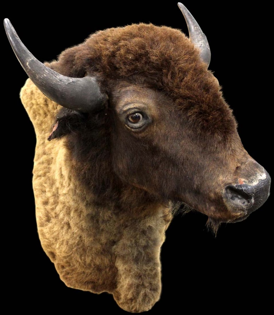 Old Taxidermied Head Of An American Bison