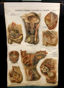 1922 American Frohse Anatomical Chart Plate 10