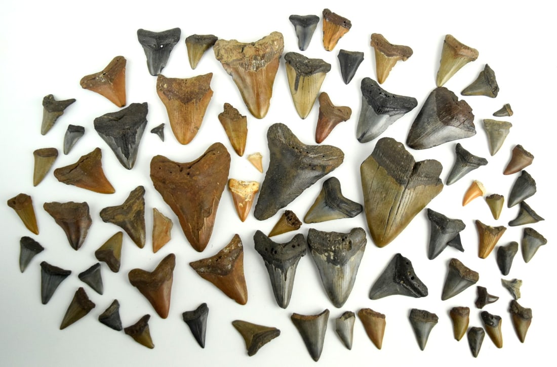 LOT of 71 Fossilized Megalodon Teeth (1 of 15)