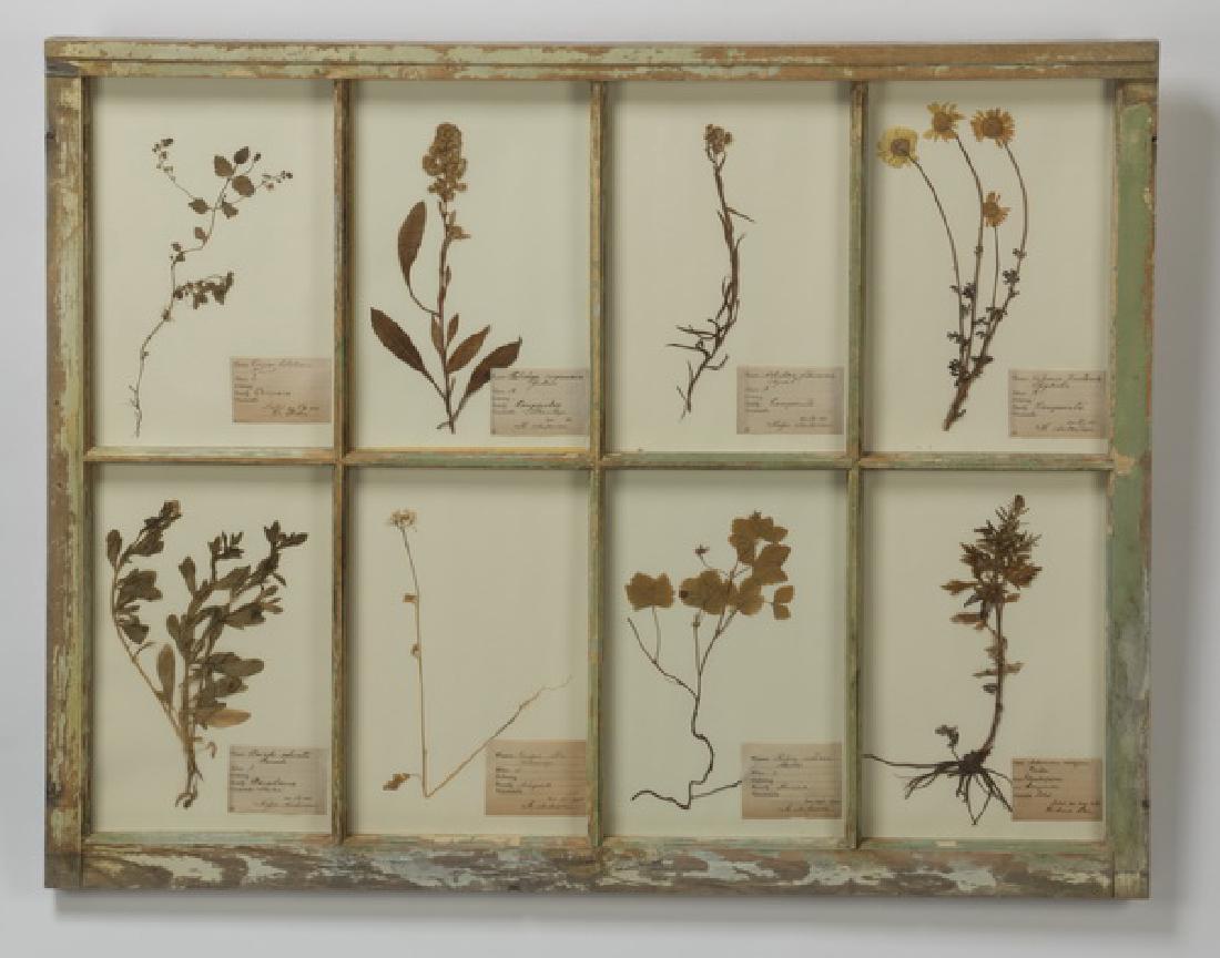 Botanical display, pressed flowers w/ vintage window (1 of 3)
