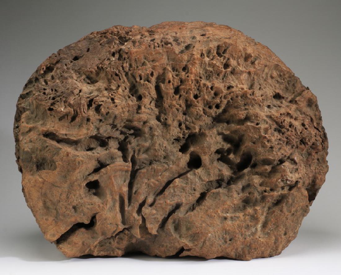 Monumental burl wood specimen, 25"w (1 of 2)