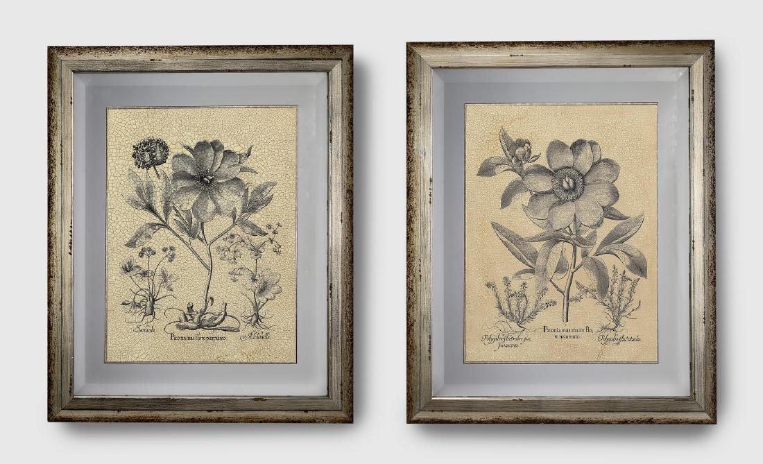(2) Contemporary crackle glazed botanical prints: Pair of contemporary crackle glazed prints of botanicals, the first titled 'Paoeonia mas maior flo / re incarnato,' the second titled 'Paoenia mas flore purpureo,' each 21.75"h x 17.25"w sight of shee