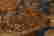 item-66727120=7