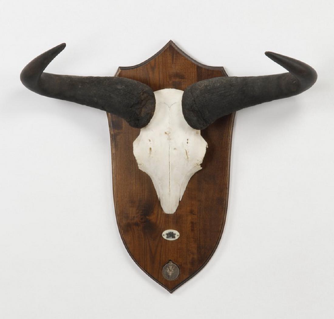 Black wildebeest bleached skull mount: Black wildebeest bleached skull mount, 23"h x 27"w.