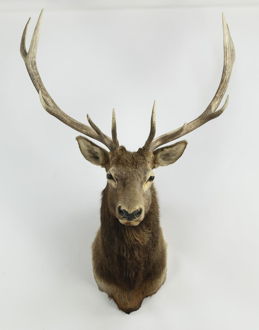 Rocky Mountain elk shoulder mount, 71"h: Rocky Mountain elk shoulder mount, the buck having a 5 x 5 rack, 71"h x 38"w x 35"d.