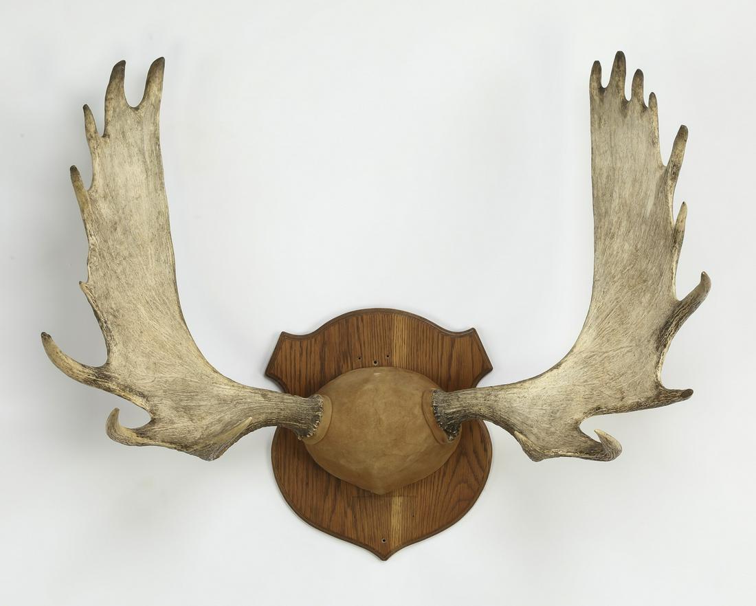 Moose antler mount: Moose antler mount, having a leather covered base issuing moose antlers, the whole attached to a wooden shield form plaque. 33"h x 39"w x 21"d; shield plaque 13"h x 12"w.