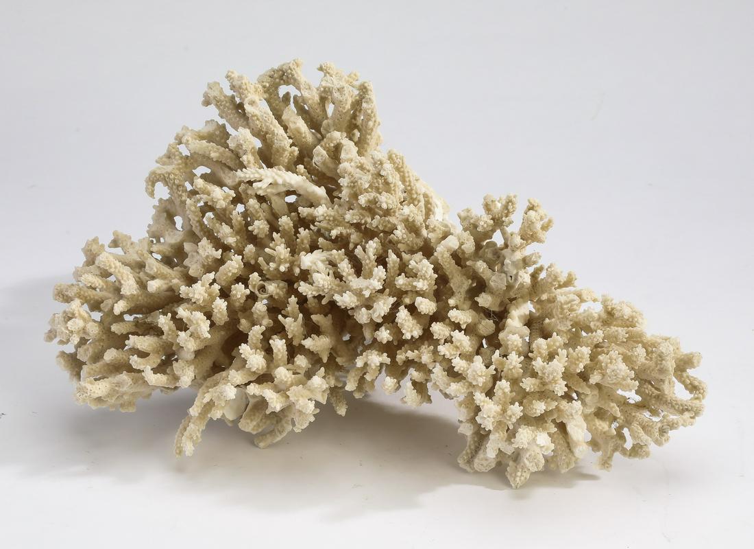 White coral specimen, 14"w: White coral specimen, having multiple spiked branches, 7.5"h x 13.5"w x 8.5"d.