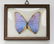 (3) Vintage framed butterfly and moth specimens - 2