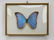 (3) Vintage framed butterfly and moth specimens - 3