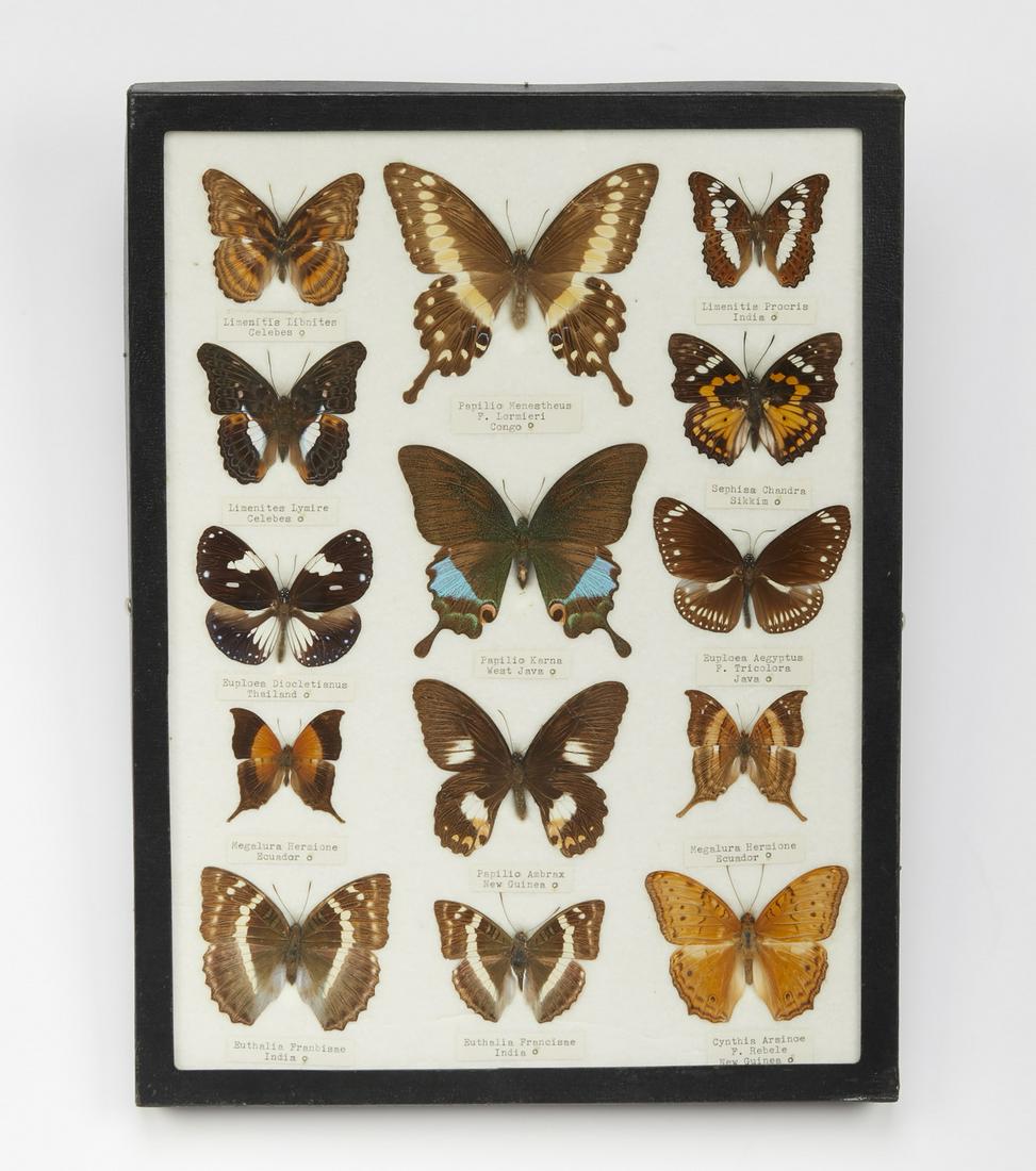 Vintage framed butterfly specimen collection (1 of 2)