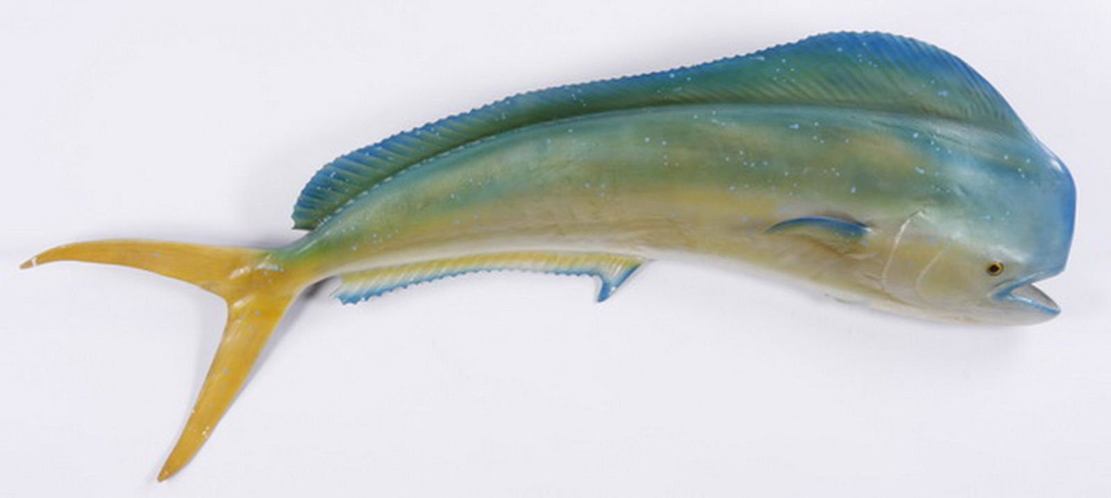 Mahi-mahi fish mount, 53" long (1 of 1)