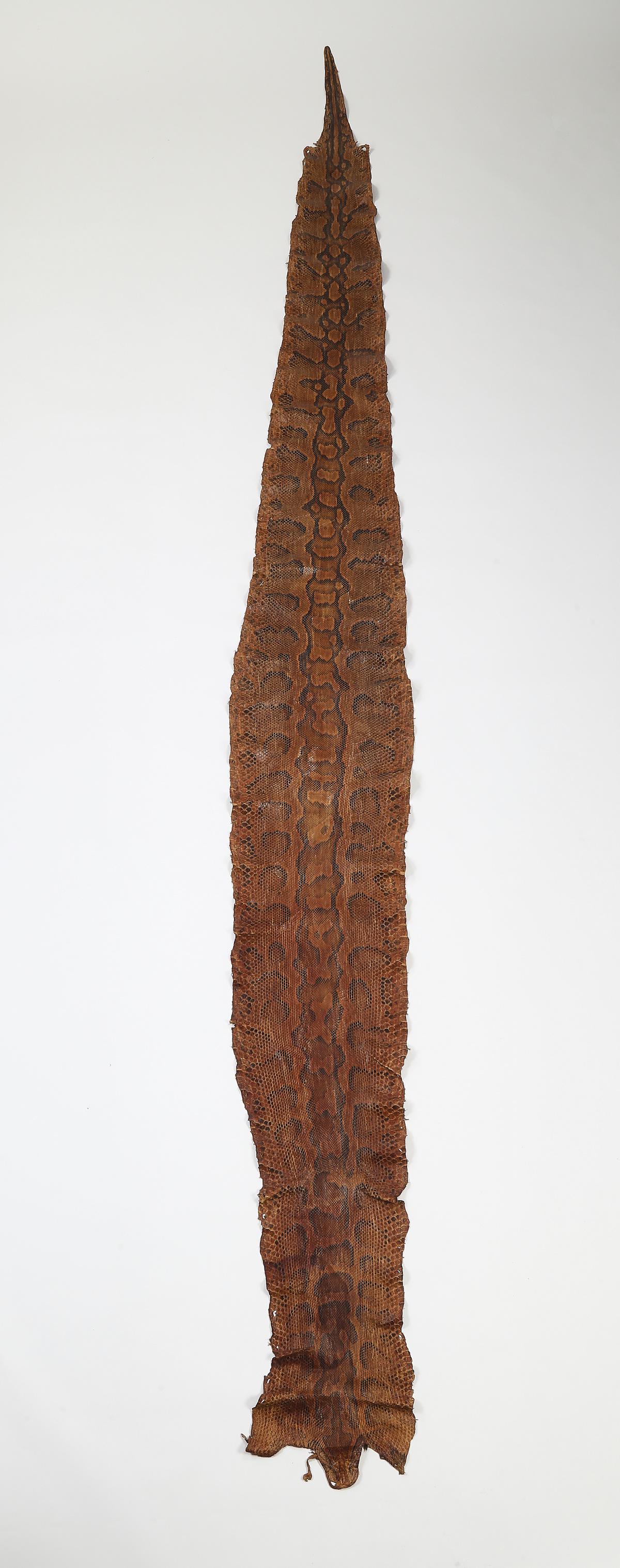 Complete tanned python skin, 15 feet long (1 of 7)