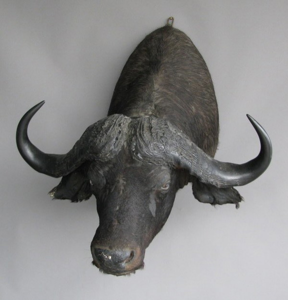 Vintage Cape Buffalo Trophy Mount