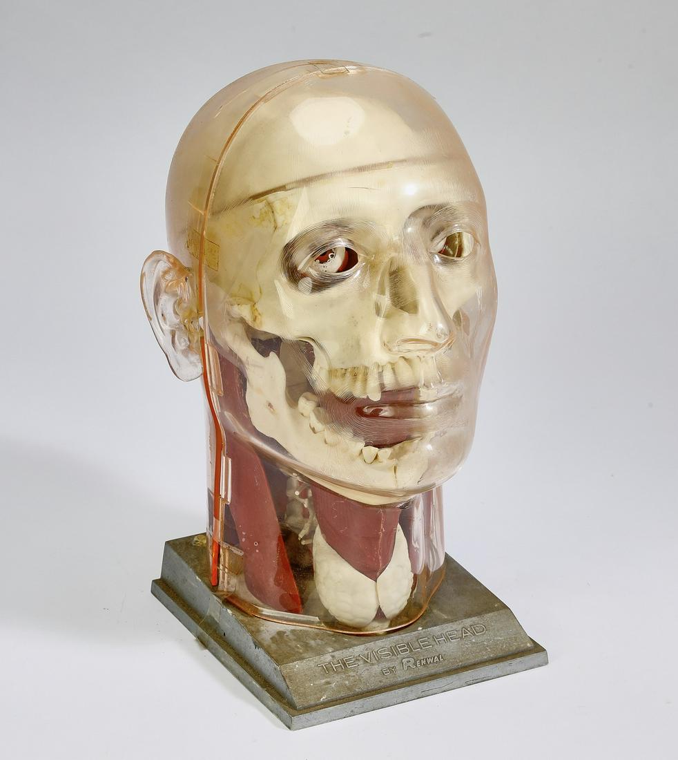 'The Visible Head' anatomical model by Renewal, 1960: 'The Visible Head' by Renewal, circa 1960, comprised of various parts capable of assembly and disassembly, having a clear face showing the bones, muscles, and vital organs of the head and neck, develo