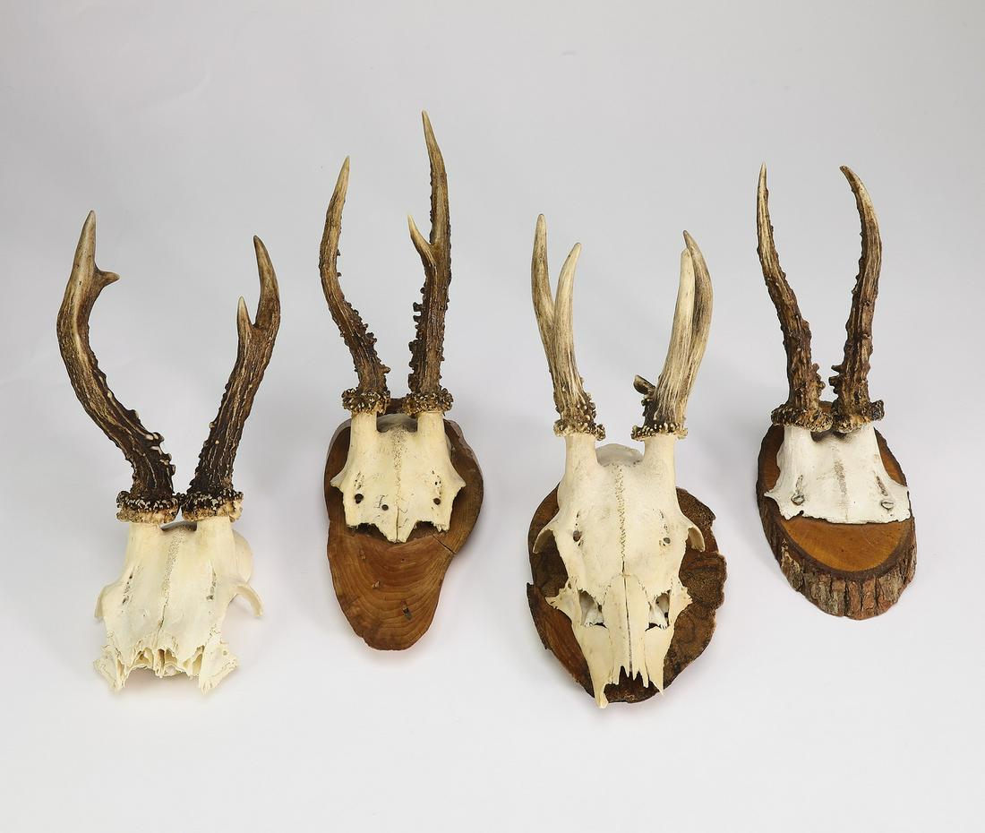 Group of (4) roebuck antler mounts (1 of 3)