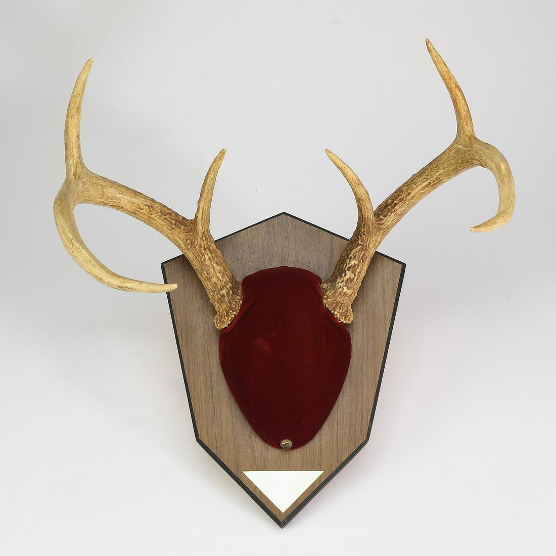 6-point white tail deer antler mount (1 of 2)