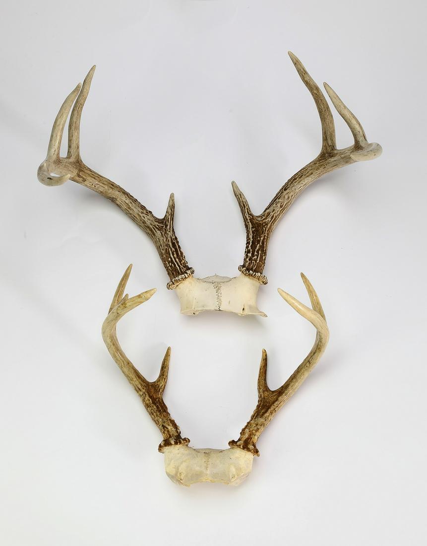 Pair of white tail deer antlers (1 of 2)