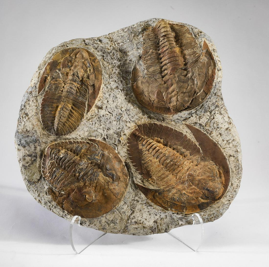 Devonian Period trilobite cluster fossil with stand (1 of 2)