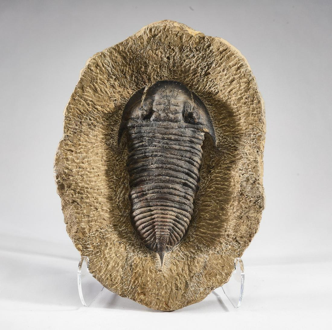 Large homalonotid trilobite fossil, Devonian Period (1 of 2)