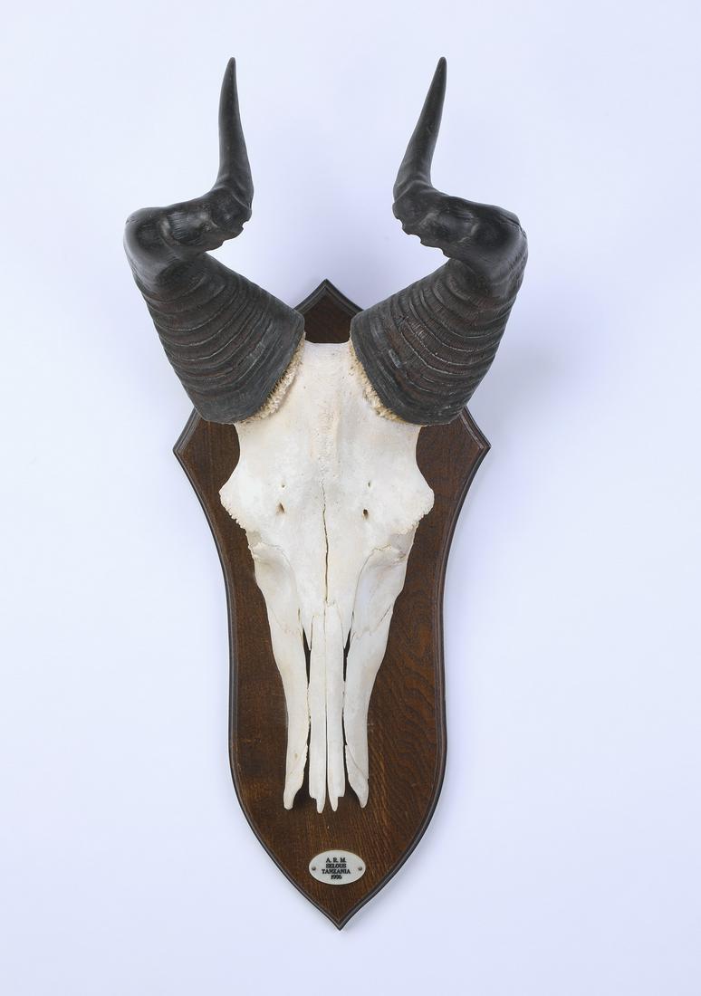 Hartebeest skull mount (1 of 4)
