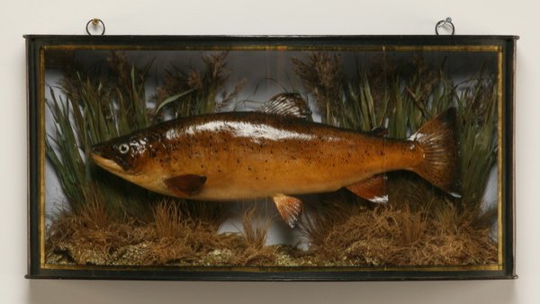 Shadow box with trout fish trophy mount: Bow front shadow box with trout fish trophy mount, dated on label 1926, 12"h x 26"l.