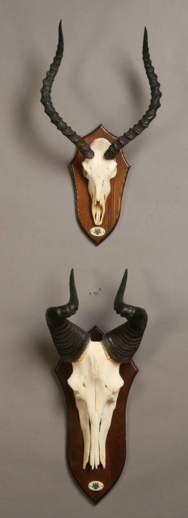 Mounted antelope and hartebeest antlers: Group of two mounted antler racks, a curved horn antelope and a hartebeest.