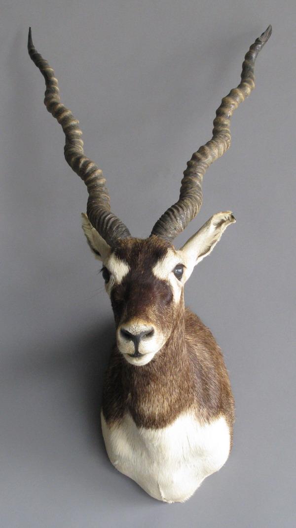 Black buck antelope shoulder mount: South African black buck antelope shoulder mount, 34"h x 16"w.