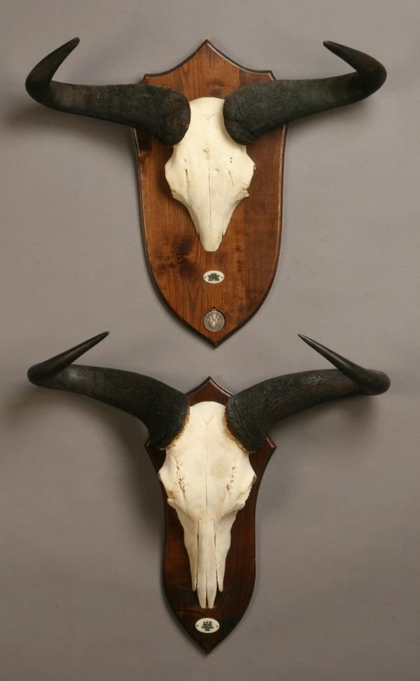 Two wildebeest bleached skull mounts: Two wildebeest bleached skull mounts, 23"h x 27"w marked Ohorongo, Tanzania, May 1995 and 27"h x 28"w marked Selous, Tanzania 1996.