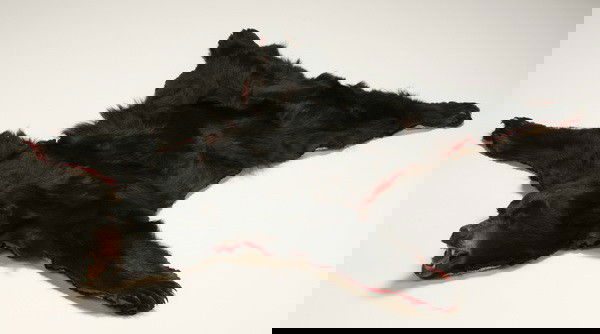 Vintage full size black bear skin rug: Vintage full size black bear skin rug, 60"l x 56"w.