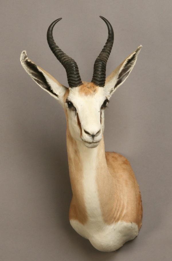 African impala shoulder mount: African impala shoulder mount, 32"h x 13"w.