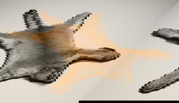 Full size mountain lion skin rug: Full size mountain lion skin rug, 77"l x 45"w.