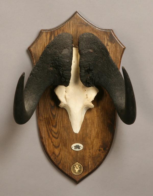 Cape buffalo bleached skull mount: Cape buffalo bleached skull mount, 24"h x 16"w, marked Ohorongo, Namibia, May 1995.