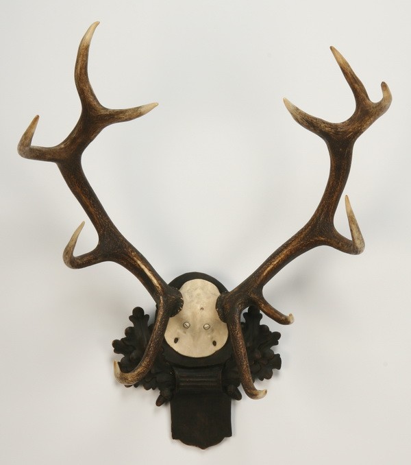 Stag horn antler mount: Stag horn antler mount on carved Black Forest oak leaf shaped bracket, 36"h x 26"w.