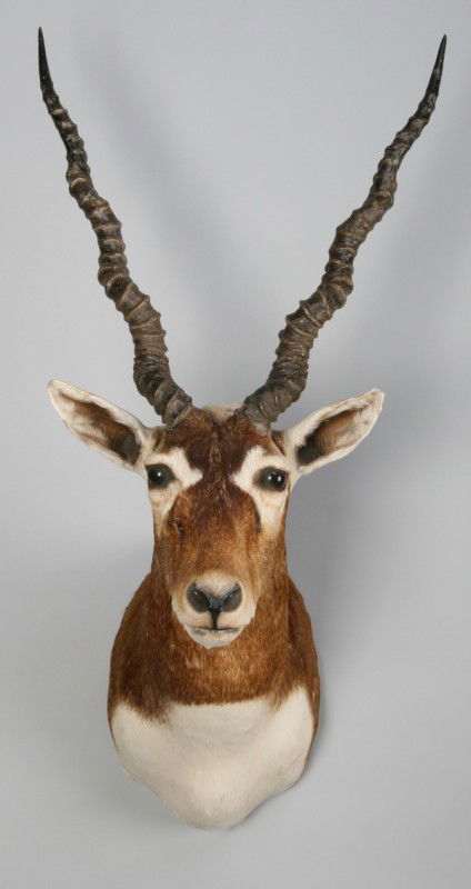 Black buck antelope shoulder mount: Black buck antelope shoulder mount, 36"h x 15"w.