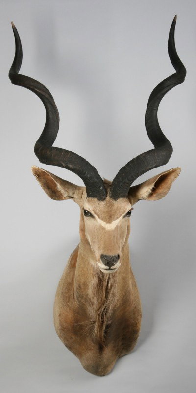 African kudu shoulder mount: African kudu shoulder mount, 70"h x 33"w.