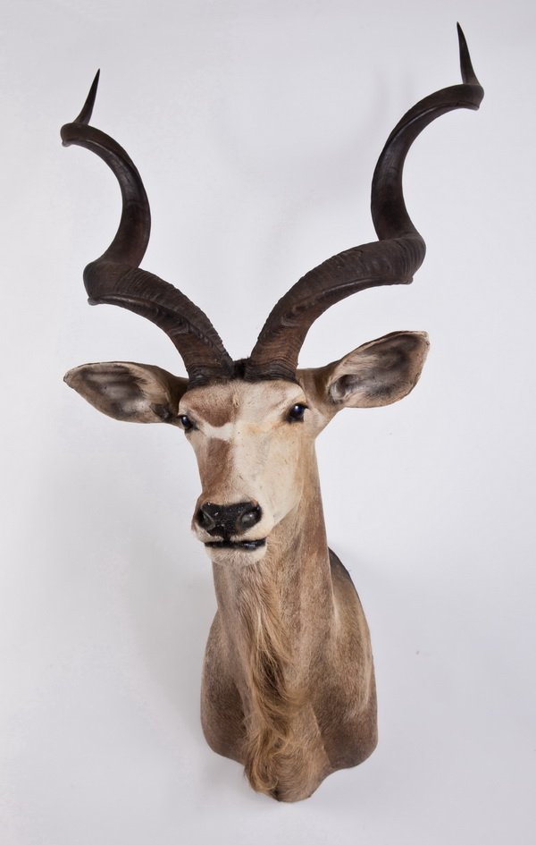 African kudu shoulder mount: Early 20th century African kudu shoulder mount, 62"h x 36"w x 31"d.
