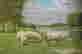item-19956270=2