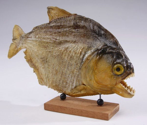 (2) Piranha specimen examples: Taxidermy example of a piranha, found throughout the Amazon, mounted on a rectangular wood base, 5.5"h x 7.4"l x 1.5"w; together with a bleached piranha skull, 3.5"h x 1.75w x 3"d.