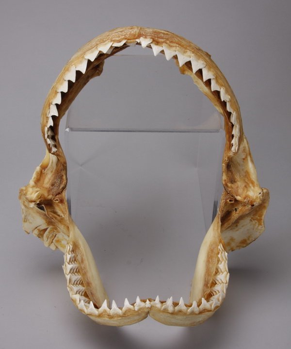 Bull shark jaw: Bull shark jaw (Carcharhinus leucus), found worldwide in tropical and subtropical climates along coasts and in rivers, this species is the only shark that can swim up river and is considered extremely
