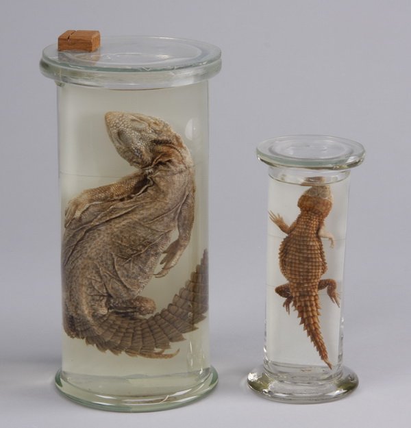 (2) Glass specimen jars with lizards: Two glass specimen jars with lizards, on white board in formaldehyde, (1) jar with iguana, 9.75"h x 4.35" diameter, (1) jar with lizard, 6"h x 2.5" diameter.
