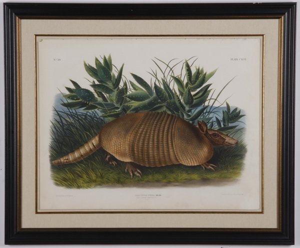 Circa 1848 framed Audubon lilthograph: Mid 19th century hand colored lithograph, circa 1848, by John James Audubon (French / American, 1785-1851), from "Viviparous Quadrupeds of North America", titled "Nine-banded Armadillo", published by 