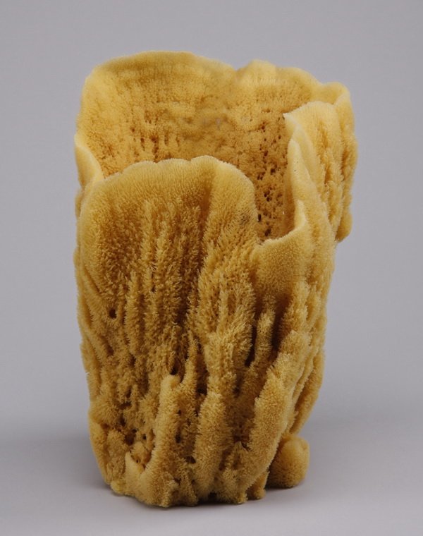 Fan sponge specimen: Fan sponge (Carteriospongia sp) from a coral reef, of yellow color with a vase-like shape, 12"h x 10.25"w x 9.5"d.