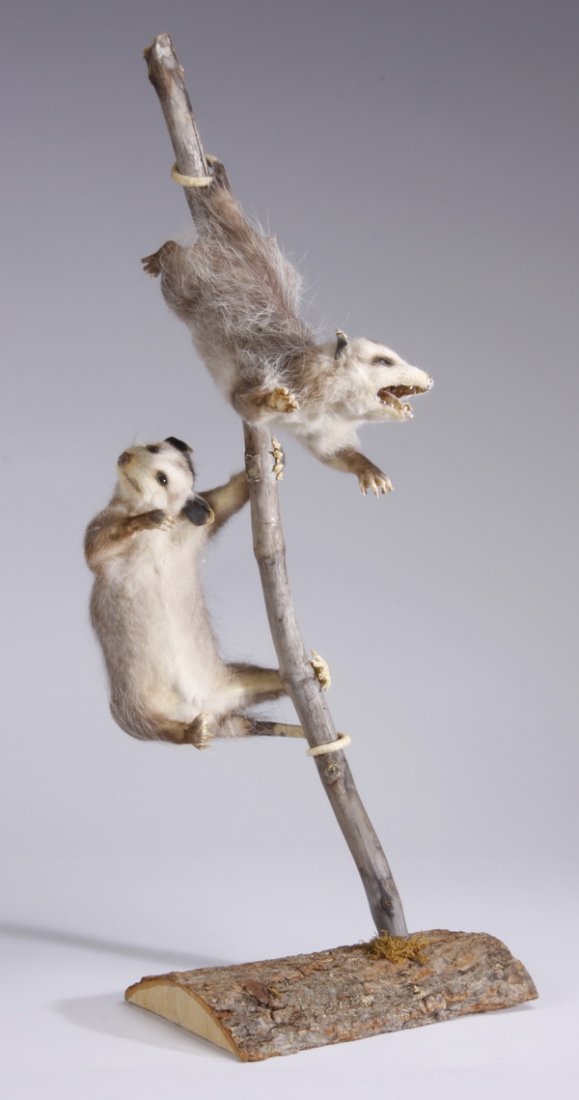 Taxidermy example of two baby opossums: Taxidermy example of two baby opossums, swinging from a tree branch, 27"h x 10"w x 12"d.
