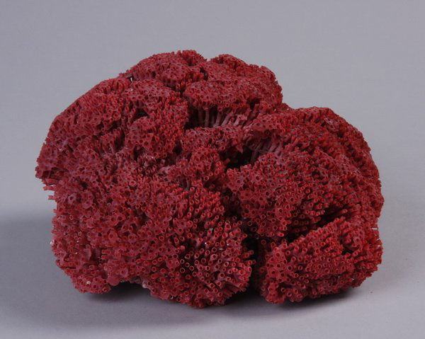 Pipe organ coral: Pipe organ coral (Tubipora), 3.5"h x 6.5"l x 6"w.