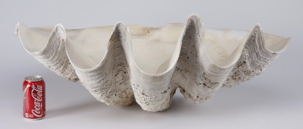 One half of a giant fluted clam shell: One half of a giant fluted clam shell (Tridacna gigas), 13"h x 32"w x 18"d.